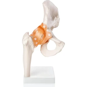 Egeanatomi Maketleri Kalça Eklemi Modeli - Kalça Eklemi Maketi
