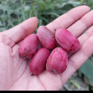 Kırmızı Mini Kiviberry 2 Fidan