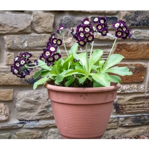 10 Adet Palyanço Çiçeği Soğanı Karışık Renk Yeni Mahsul.