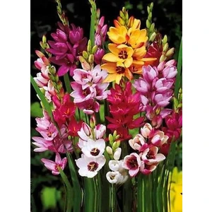 10 Adet Mısır Zambağı Çiçeği Soğanı Karışık Renk Yeni Mahsul.