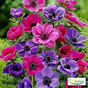 10 Adet Çift Renkli Anemon Çiçeği Soğanı Kokulu.karışık Renk...dağ Lalesi.