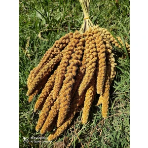 Doğal Dari Kuş Yemi 500 Gr