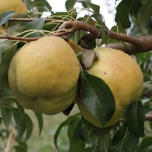 Deveci Armudu Fidanı  Tüplü