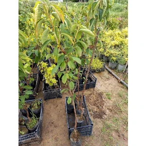 Ziraat 900 Kiraz Fidanı 3 Adet Tüplü 100-150 cm