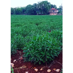 10 Adet Adaçayı Fidesi