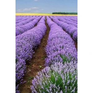 20 Adet Angustifolia Lavanta Fidesi  "Stres mi? Lavanta Ekin, Huzur Bulun 💜"