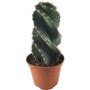 Cereus Forbesii 'Spiralis' (Kaktüs)