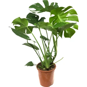 Monstera Deliciosa (Deve Tabanı)