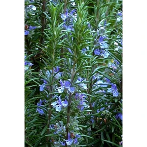 10 Adet Biberiye Fidesi