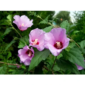 Tunç Botanik GÜL HATMİ FİDANI 50-70 cm