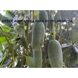 Anamur Meyvecim Bebek Avokado 1 kg Taze Hasat