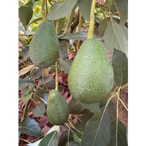 Anamur Meyvecim Avokado 1 kg Dalından Taze