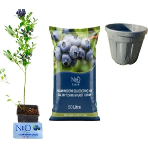 Neo Yaşam Yaban Mersini Fidan + Özel Toprak (50LT Saksı Hediyeli)