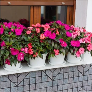 20 Adet Nadir Bulunan Cam Güzeli Çiçeği Tohumu Cam Güzeli Balkon Çiçek Saksı Toprak Hediyemizdir