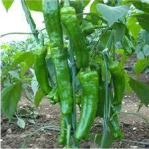 30 Adet Tohum Nadir Organik Yeşil Yağlık Biber Tohumu Saksı Toprak Hediyeli