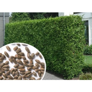 200 Adet Tohum Çit Mazı Ata Tohumu Organik Yeşil Duvar Çiti Tohum 4 Mevsim Yeşil