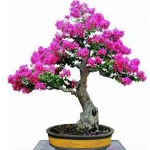10 Adet Tohum Bodur Pembe Erguvan Bonzai Ağac Ekim Seti Saksı Toprak Süpriz Hediye Bonsai Tohumu