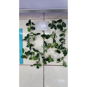 Bitki L707 Anubias Barteri Var Nana (Dark Moon)