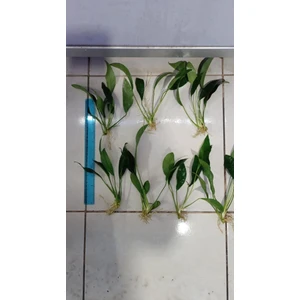Bitki L316 Anubias Congensis -[l] 20CM