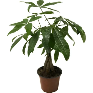 Pachira Aquatica (Para Ağacı)