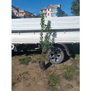 Dağ Çileği Kocayemiş Fidanı