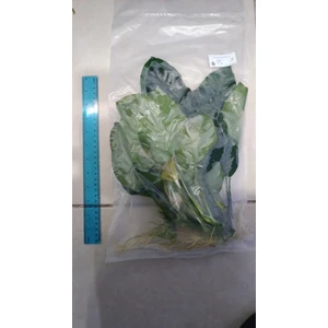 Bitki L224 Anubias Barteri Broad Leaf -[l] Large