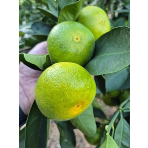 Mandalina 3 kg Günlük Hasat Alanya Mandalinası