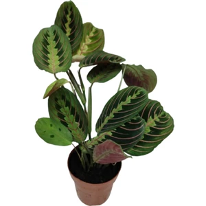 Ithal Cins Calathea Marantha Dua Çiçeği P12