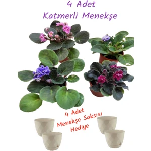 4 Adet Katmerli Menekşe Çiçeği Karışık Renk(4 ADET SAKSI HEDİYELİ)