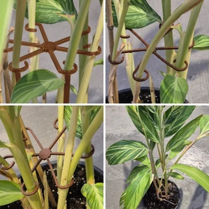 Bitki Gövde Sabitleme ve Destek Klipsi 4 Adet