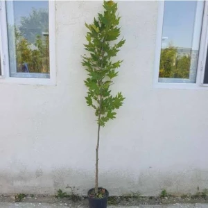 Çınar Ağacı Fidanı