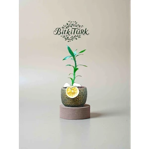 Beton Saksıda Şans Bambu Portakal Dilimi, Lav ve Dolomit Taşları Dekorlu Hediye Paketi