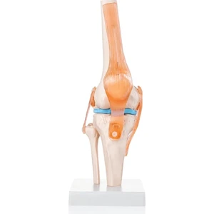 Egeanatomi Maketleri Diz Eklemi Modeli - Diz Eklemi Maketi