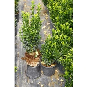 Tunç Botanik YEŞİL SÜTUN TAFLAN - DEKORATİF ÇİT BİTKİSİ 20 ADET