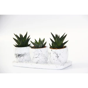 Trio Beyaz Sukulent Seti - Haworthia Pumila, Limifolia