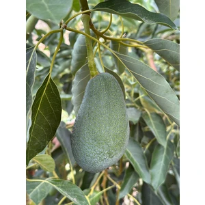 Has Organik Yerli Avokado 1 kg