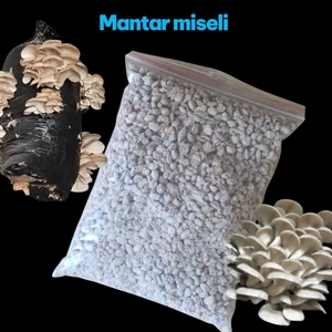 100 Gram Istiridye Mantar Tohumu