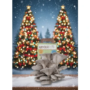 Istiridye Mantar Bahçesi Gri