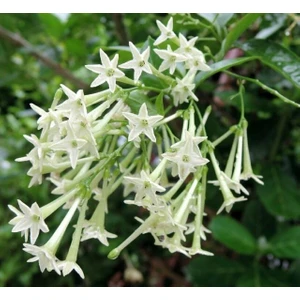 MELİSA ÇİÇEĞİ FİDANI 3 ADET - Cestrum Nocturnum