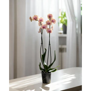 Mercan Renkli Orkide – Phalaenopsis – Çift Dal