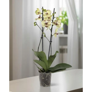 Sarı Phalaenopsis Orkide – Çift Dal