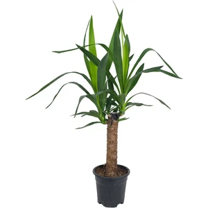 Yuka Bitkisi – Yucca Elephantipes – 30 cm
