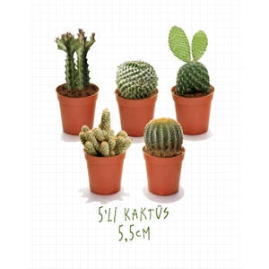 5'li Kaktüs Seti