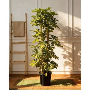 Şeflera 2'li – Schefflera Arboricola 21 cm