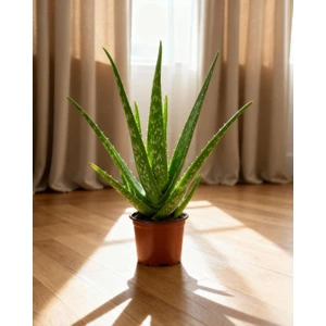 Aloe Vera – 12 cm Saksı
