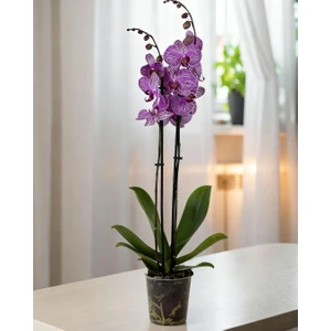 Mor Çizgili Orkide – Phalaenopsis – Çift Dal