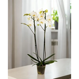 Beyaz Phalaenopsis Orkide – Çift Dal