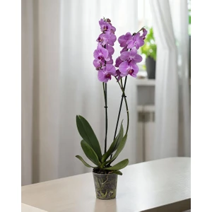 Mor Phalaenopsis Orkide – Çift Dal