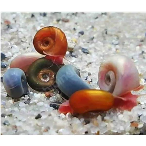 Derlifbeysu Yld Tohum Diyarı Snail (5 Adet ) Akvaryum Salyangoz Ramshorn