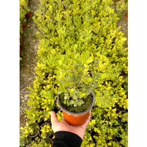 Tunç Botanik ŞİMŞİR FİDANI - ÇİT BİTKİSİ 10 ADET